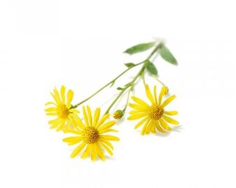 Arnica - the composition of the spray Hondrox